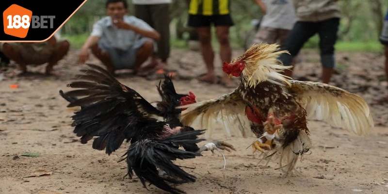 Đá gà bình luận viên hình thức theo dõi trận đấu dẫn dắt bởi chuyên gia bình luận