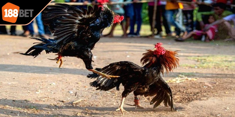 Nhờ sự dẫn dắt của bình luận viên, trận đấu trở nên sống động và kịch tính