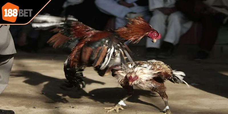 Đá gà đòn là một môn thể thao truyền thống nổi bật tại nhiều quốc gia