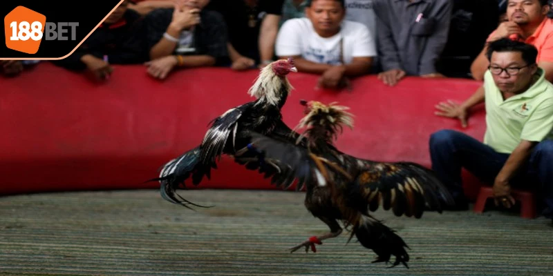 Chiến lược chơi hiệu quả là sự kết hợp giữa quản lý vốn, lựa chọn kèo phù hợp