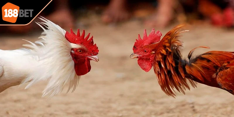 Việc nắm rõ luật chơi đá gà online là điều cần thiết 