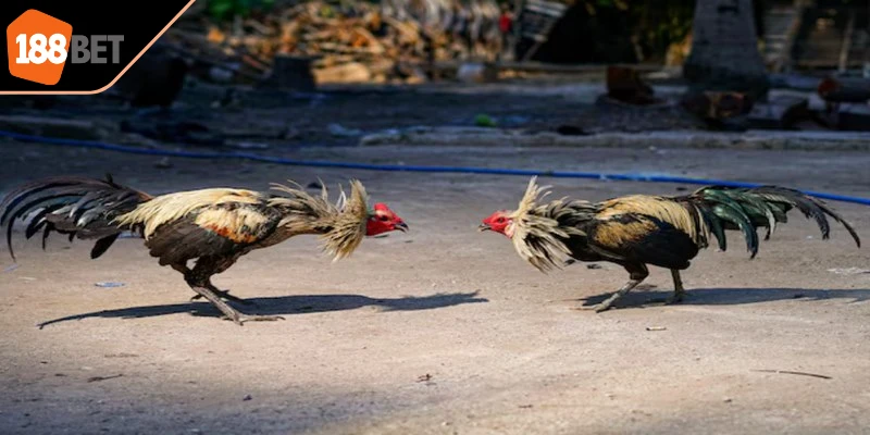 Áp dụng nguyên tắc tương sinh tương khắc khi chơi đá gà tre 