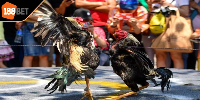 Trận đấu đá gà trực tuyến Campuchia thường đi kèm hệ thống thống kê chi tiết 