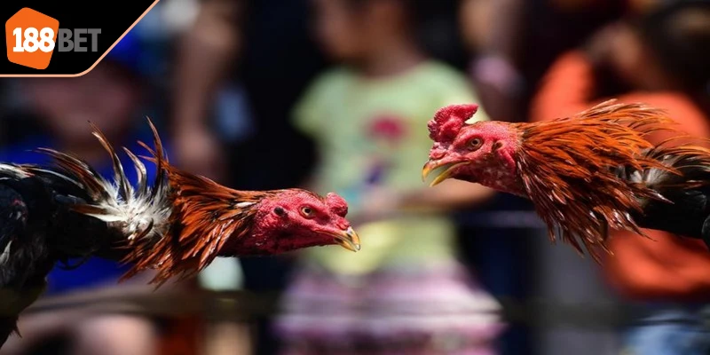 Đá gà trực tuyến Campuchia là phiên bản số hóa của những trận đấu truyền thống