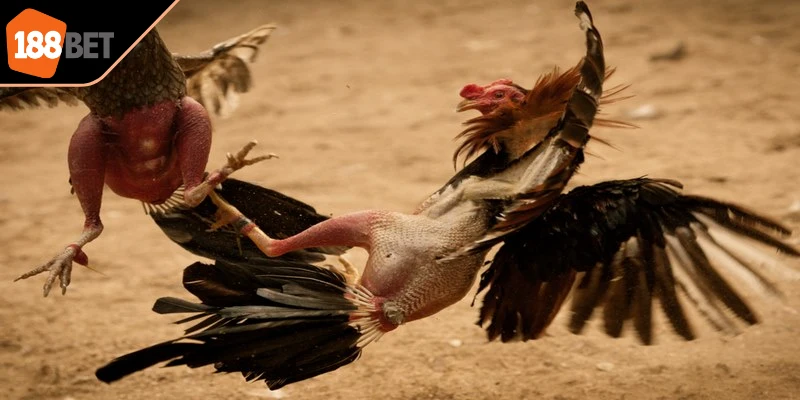 Đá gà trường Thomo là hình thức thi đấu trực tiếp các chiến kê 