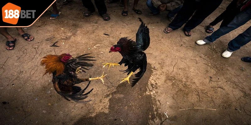 Mẹo tối ưu chiến thắng tại đá gà trường Thomo dành cho anh em 