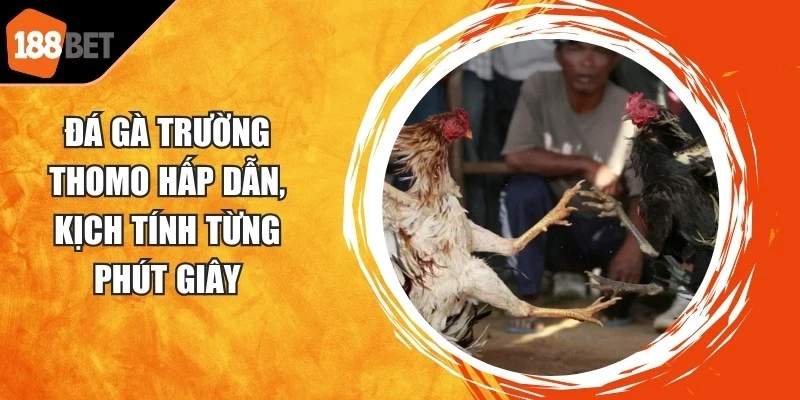 Đá Gà Trường Thomo